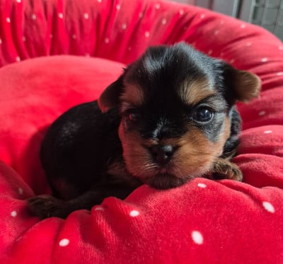 Les chiots de Yorkshire Terrier