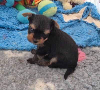 Les chiots de Yorkshire Terrier