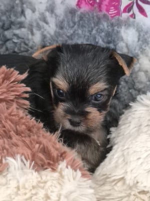 Les chiots de Yorkshire Terrier