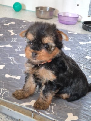Les chiots de Yorkshire Terrier