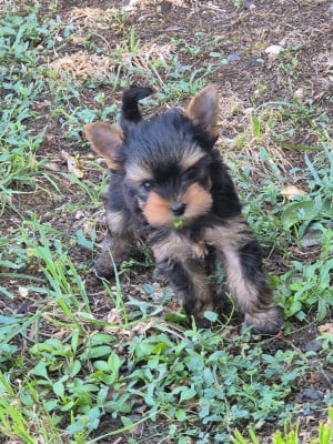 Les chiots de Yorkshire Terrier