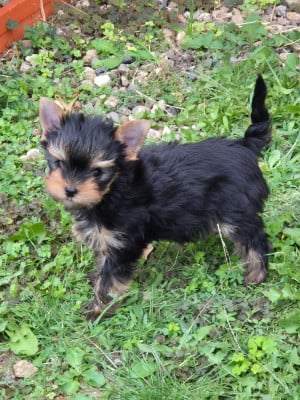 Les chiots de Yorkshire Terrier