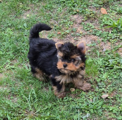 Les chiots de Yorkshire Terrier