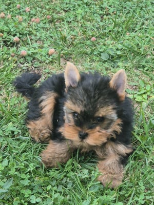 Les chiots de Yorkshire Terrier
