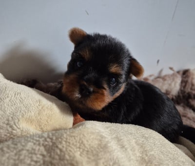 Les chiots de Yorkshire Terrier
