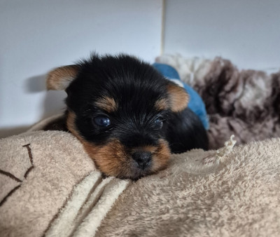 Les chiots de Yorkshire Terrier