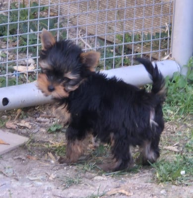 Les chiots de Yorkshire Terrier