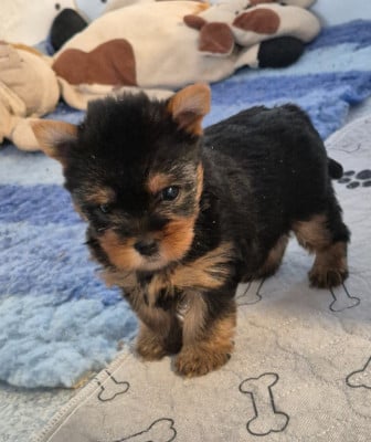 Les chiots de Yorkshire Terrier