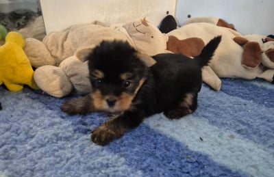 Les chiots de Yorkshire Terrier