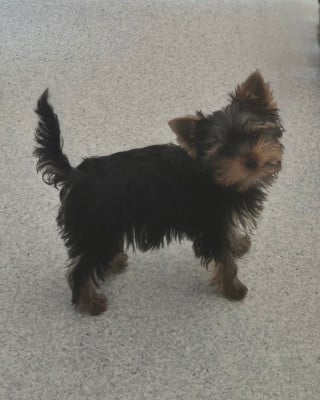 Les chiots de Yorkshire Terrier