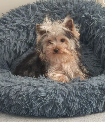 Yorkshire Terrier