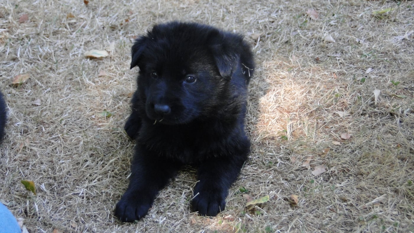Chiot N°2 - Berger Allemand