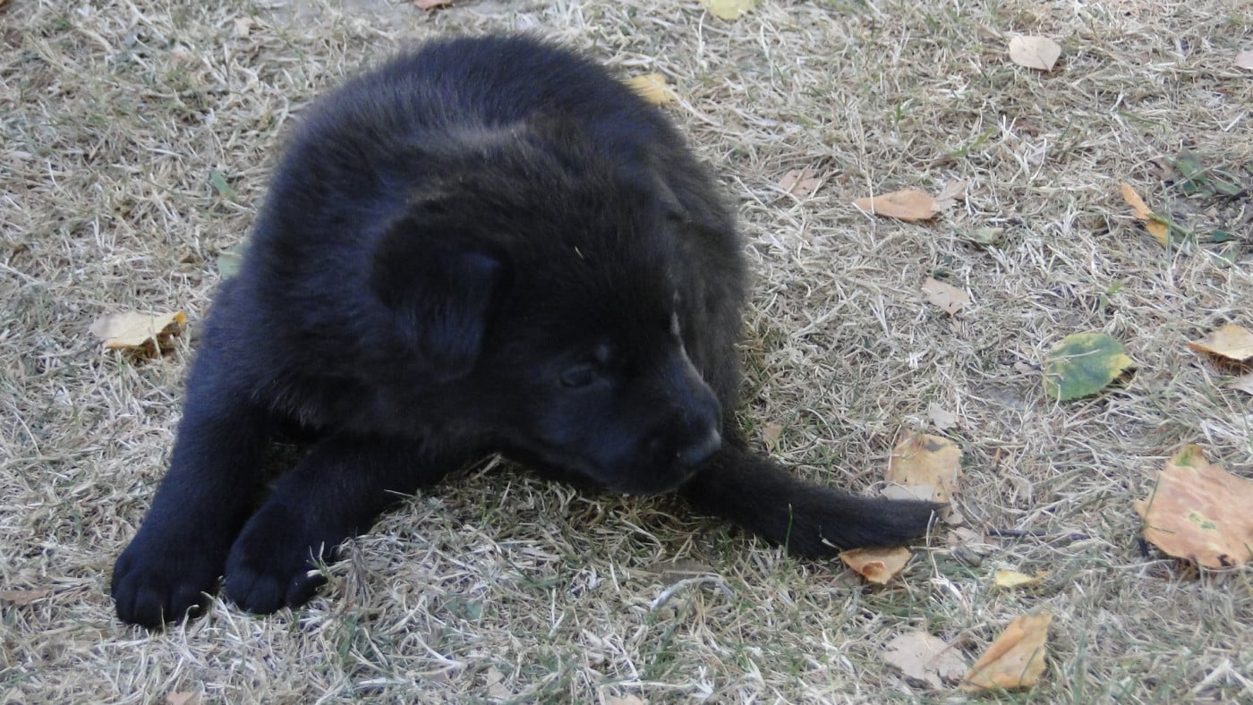 Chiot N°3 - Berger Allemand