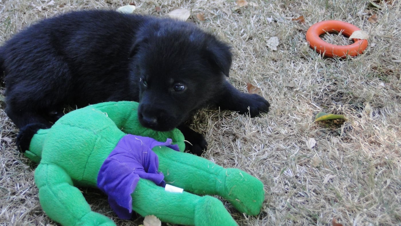 Chiot N°6 - Berger Allemand