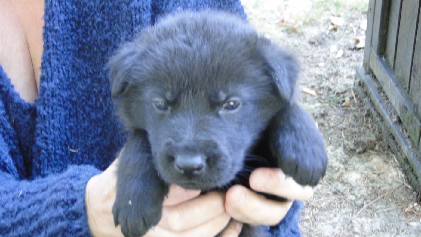 Chiot N°8 - Berger Allemand