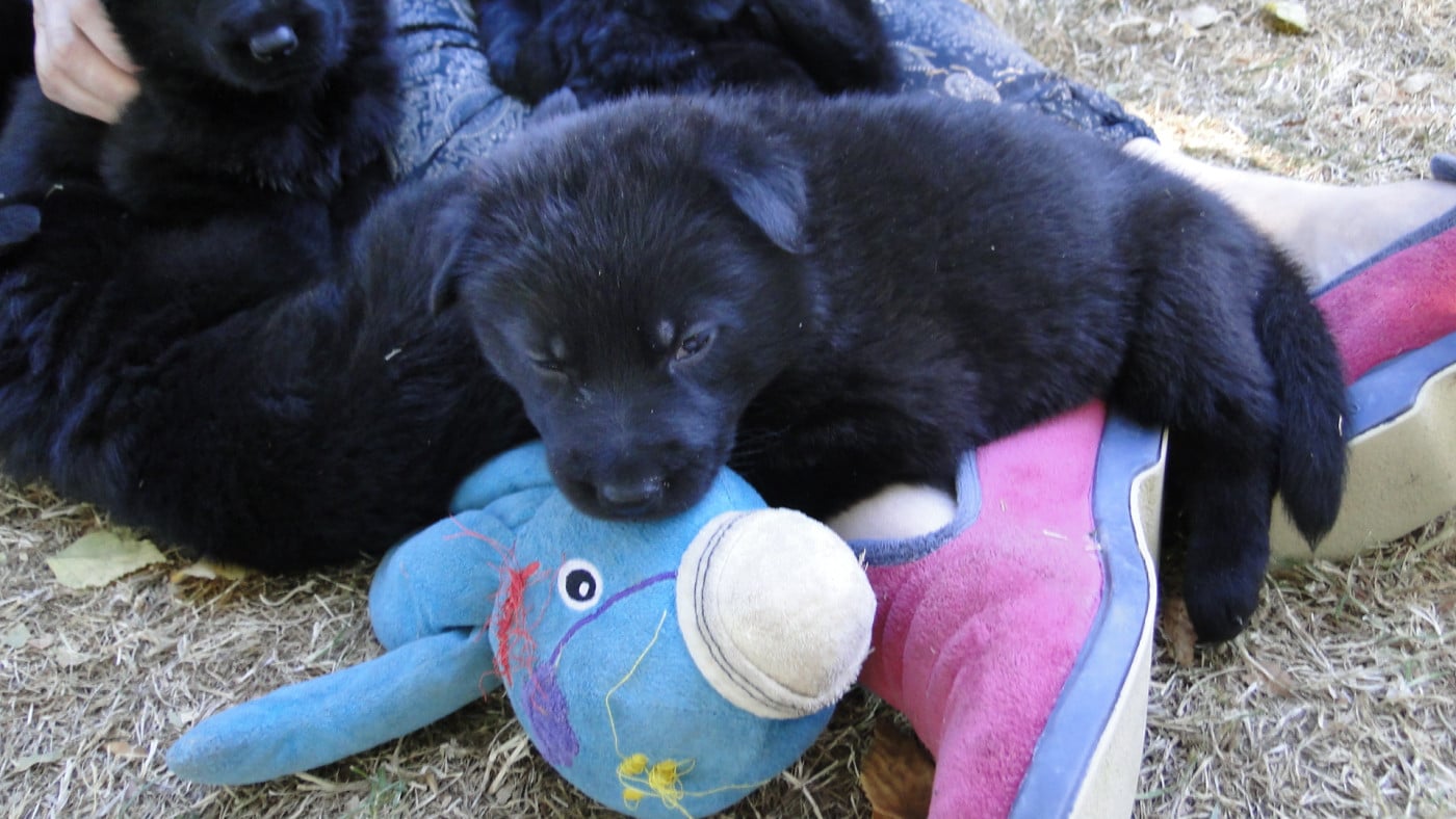 Chiot N°9 - Berger Allemand