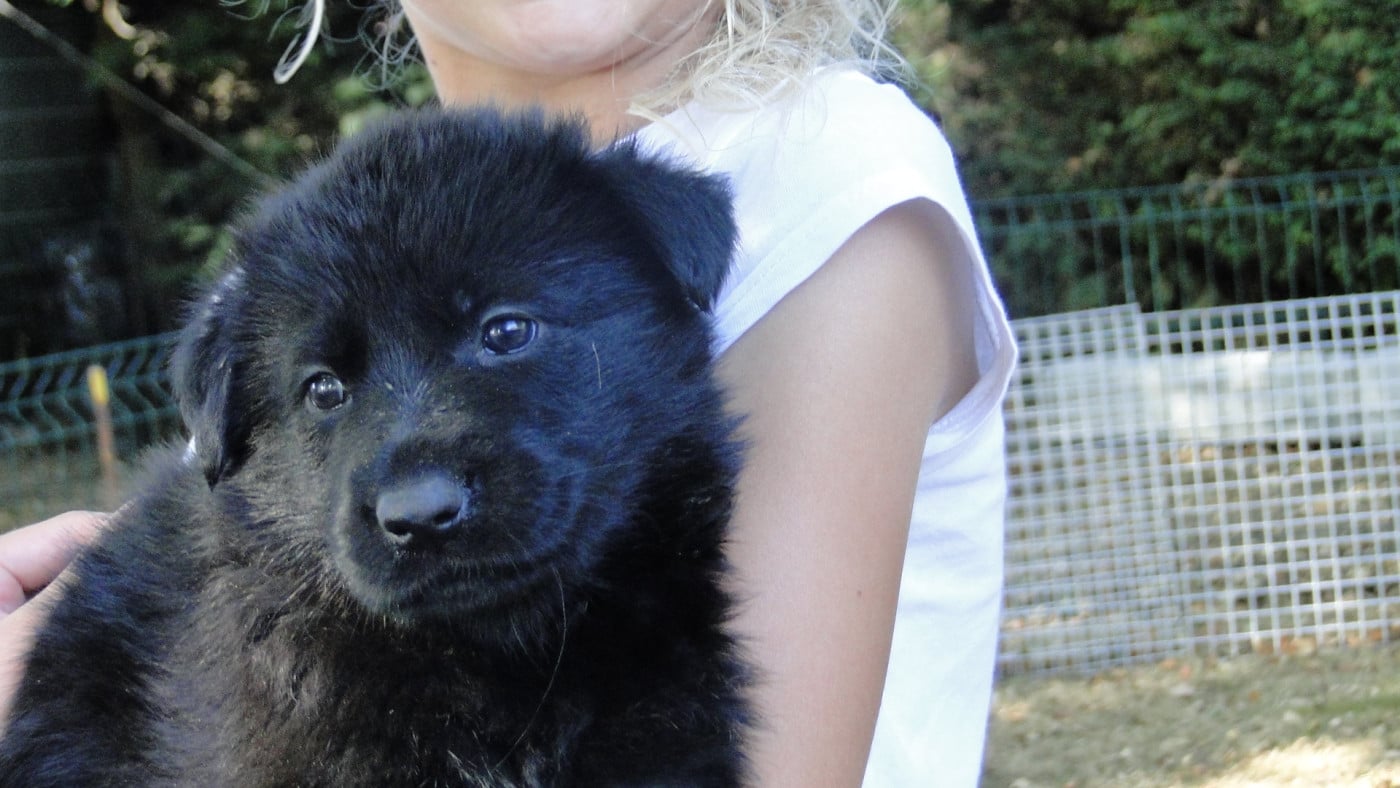 Chiot N°11 - Berger Allemand