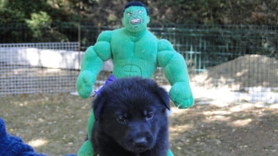 Chiot N°1 - Berger Allemand