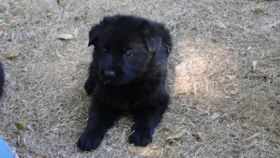 Chiot N°2 - Berger Allemand