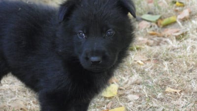 Chiot N°4 - Berger Allemand