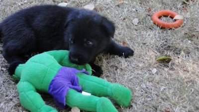 Chiot N°6 - Berger Allemand