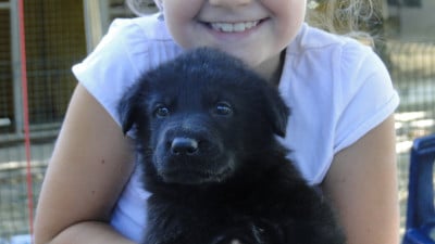 Chiot N°10 - Berger Allemand