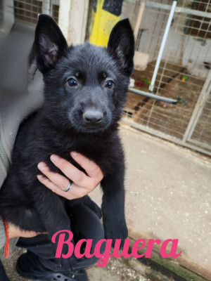 Les chiots de Berger Allemand