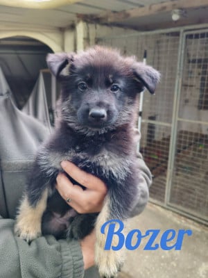 Les chiots de Berger Allemand
