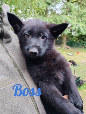 Les chiots de Berger Allemand