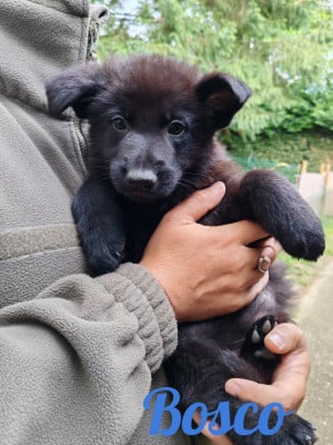 Les chiots de Berger Allemand