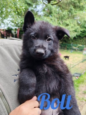 Les chiots de Berger Allemand