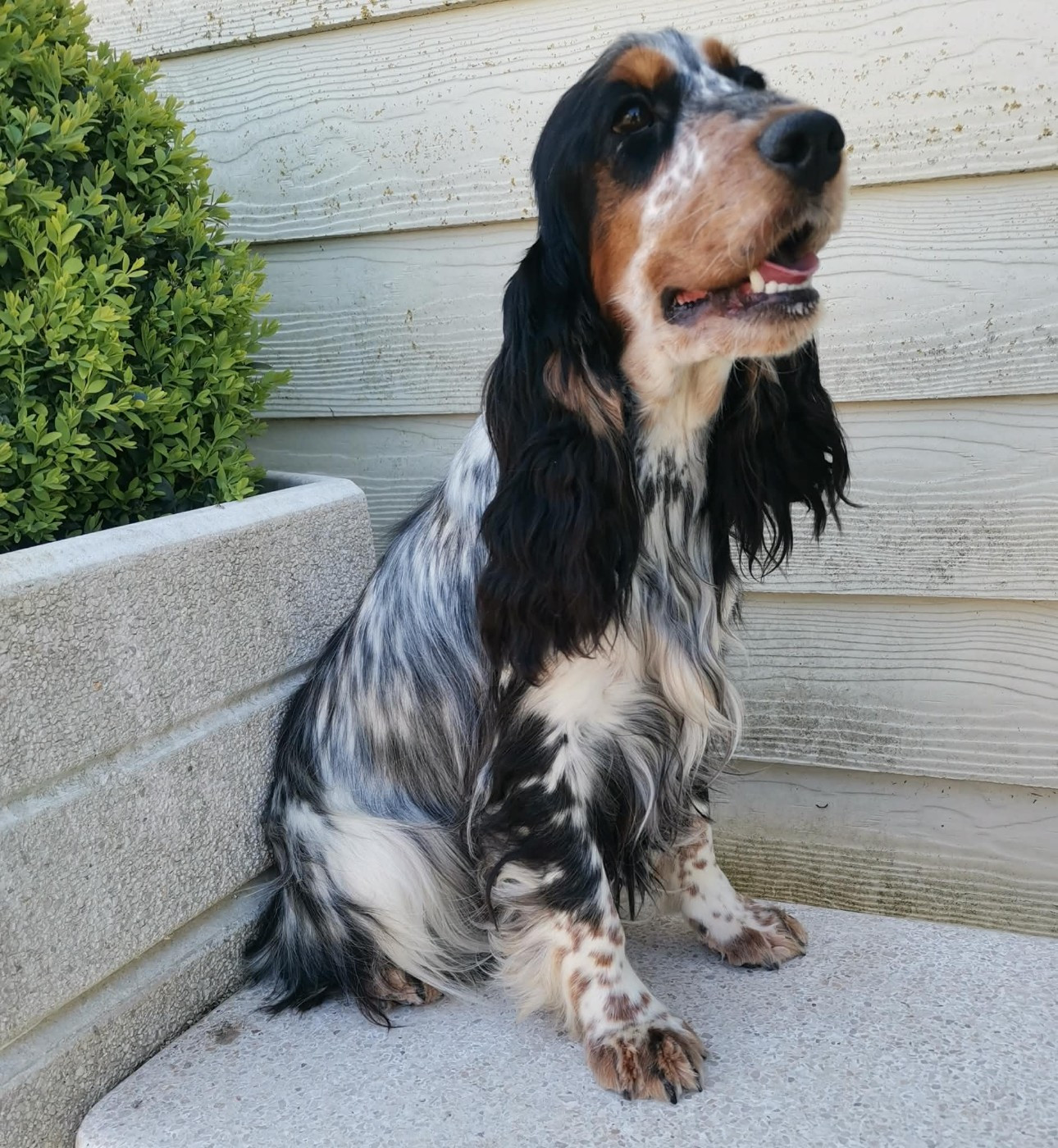 Publication : Des Adrilines d'Opale Auteur : Denis LEPERS