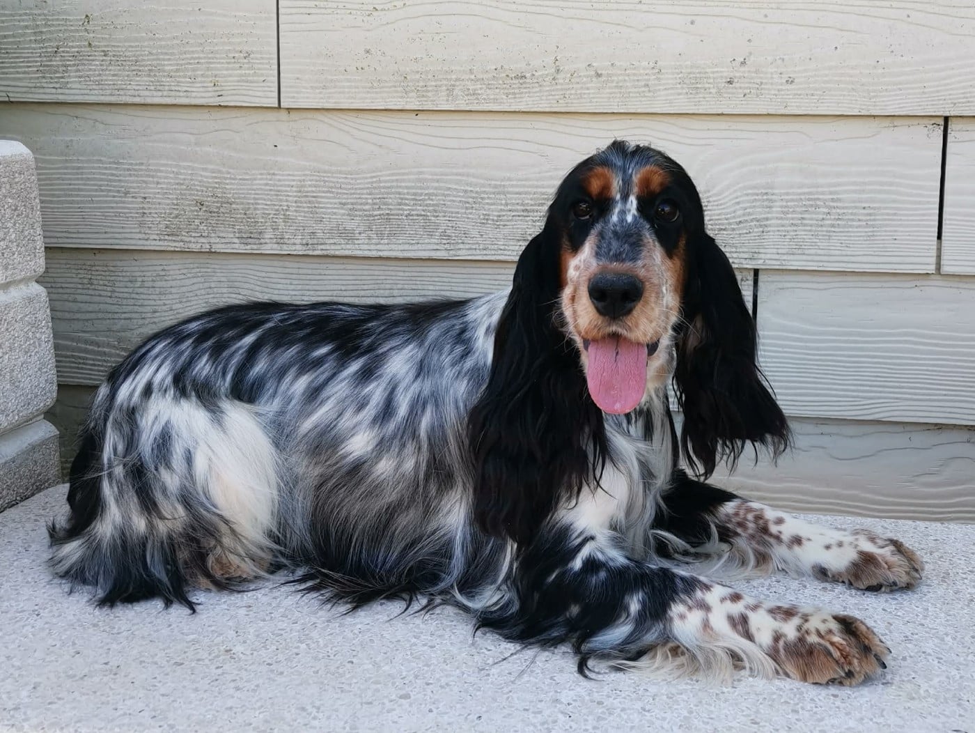 Publication : Des Adrilines d'Opale Auteur : Denis LEPERS