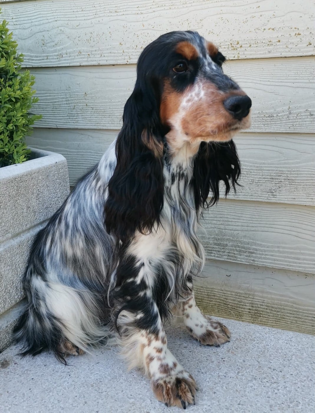 Publication : Des Adrilines d'Opale Auteur : Denis LEPERS