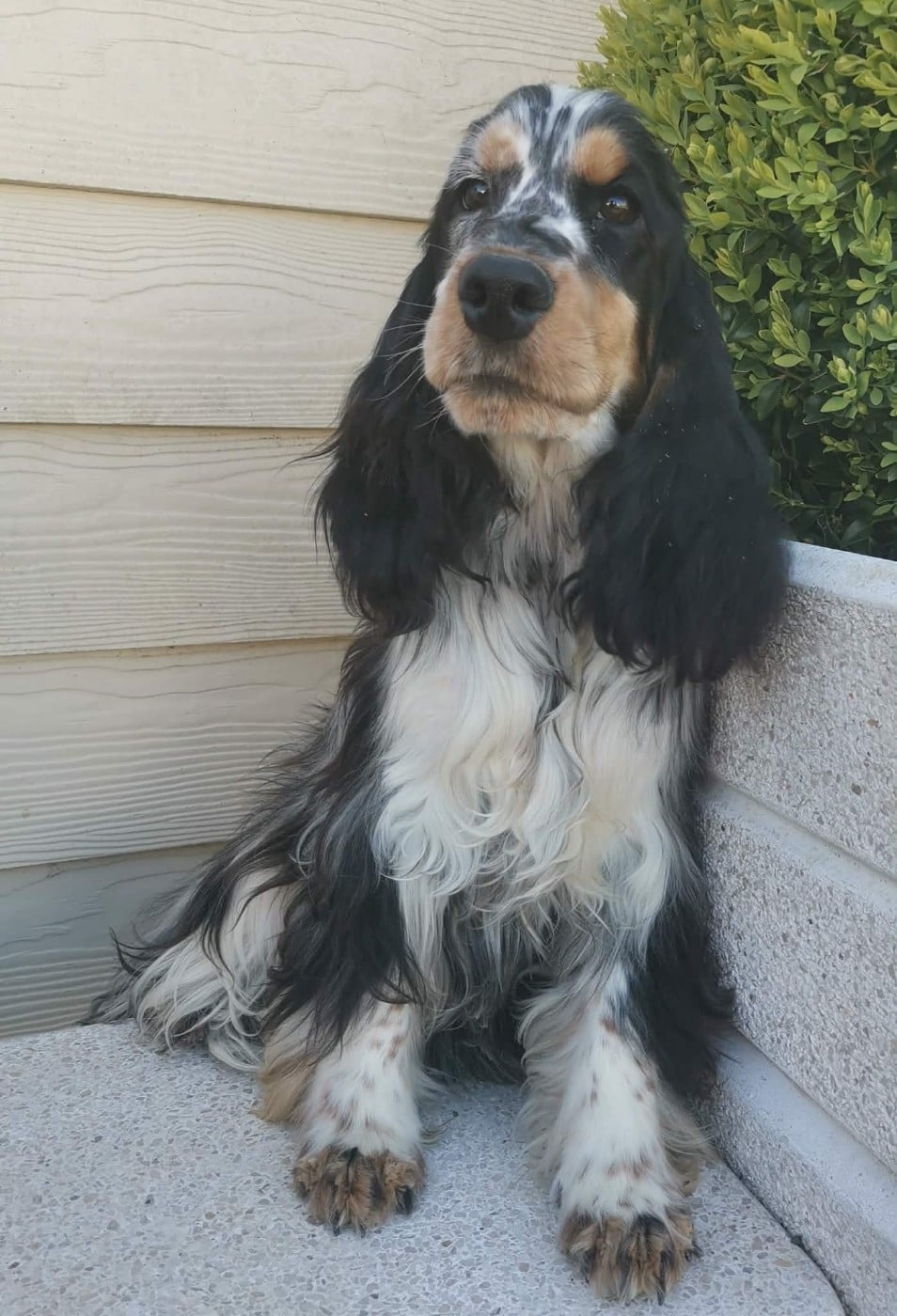 Publication : Des Adrilines d'Opale Auteur : Denis LEPERS