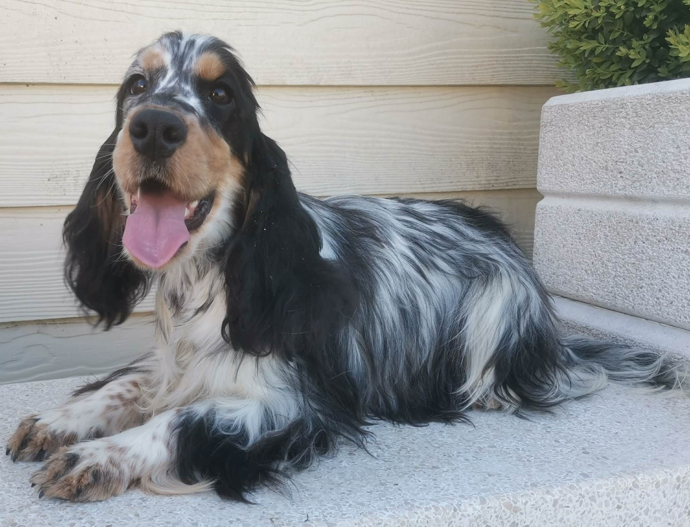 Publication : Des Adrilines d'Opale Auteur : Denis LEPERS