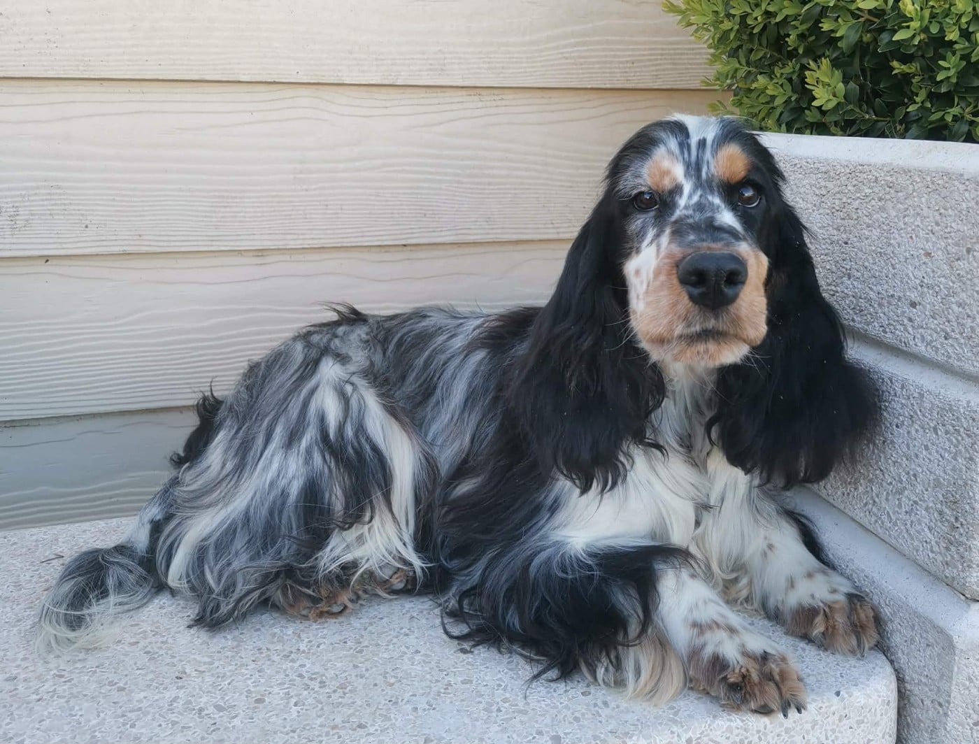 Publication : Des Adrilines d'Opale Auteur : Denis LEPERS