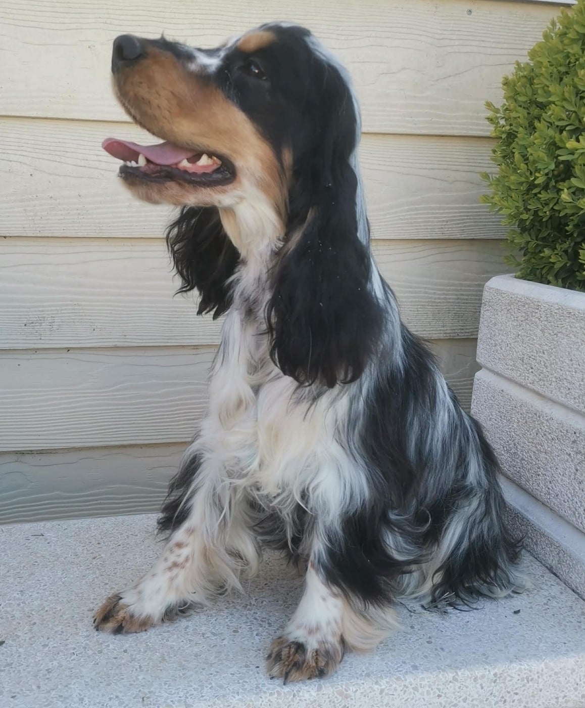 Publication : Des Adrilines d'Opale Auteur : Denis LEPERS