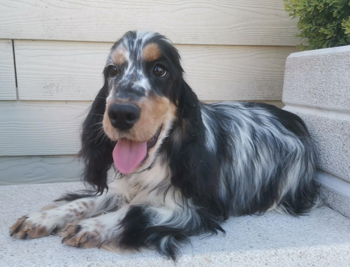 Publication : Des Adrilines d'Opale Auteur : Denis LEPERS