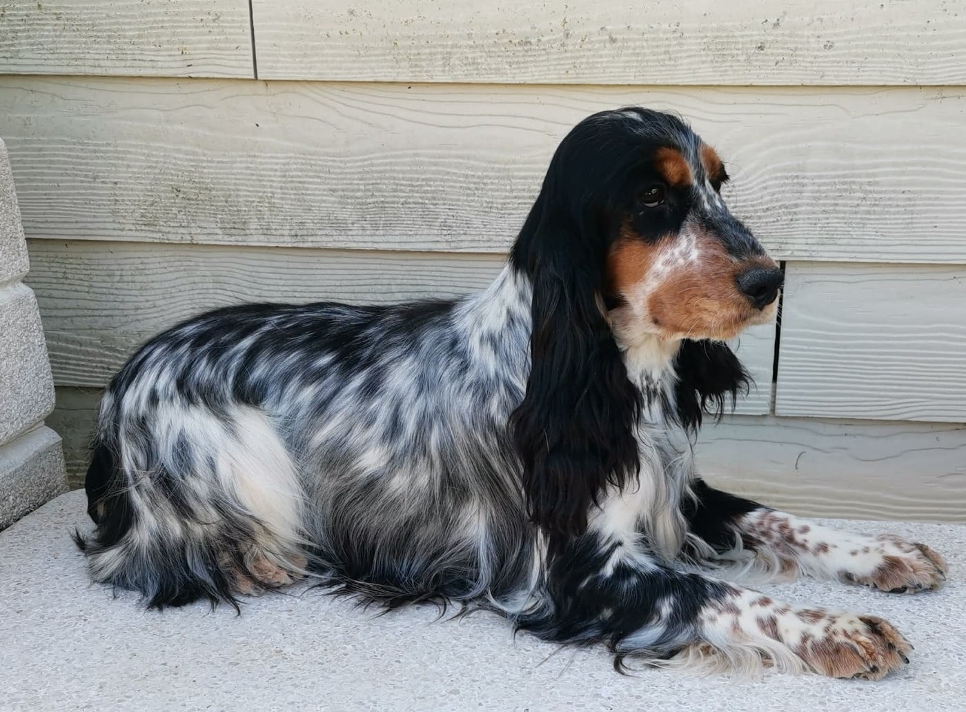 Publication : Des Adrilines d'Opale Auteur : Denis LEPERS