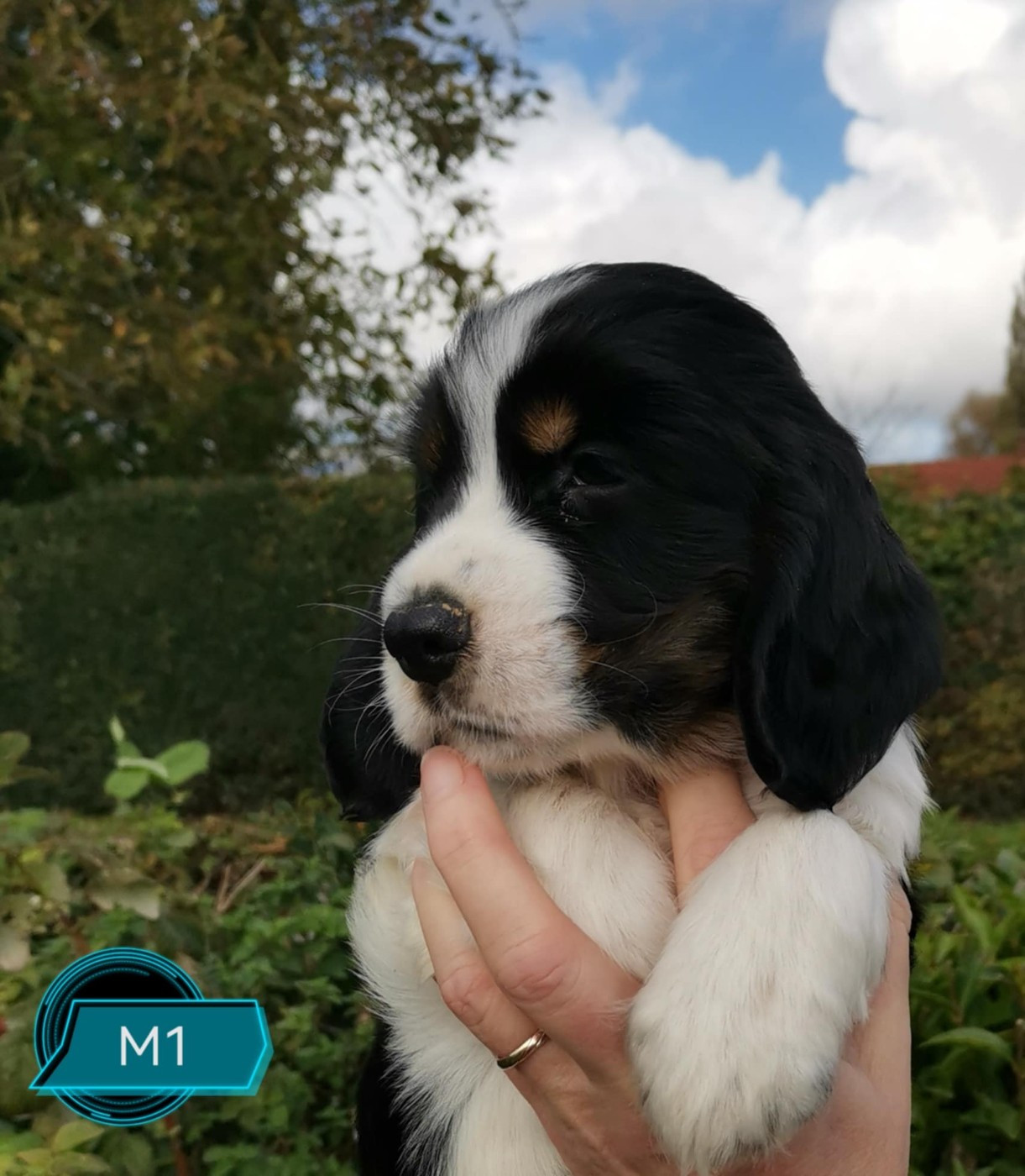 Achille Des Adrilines d'Opale