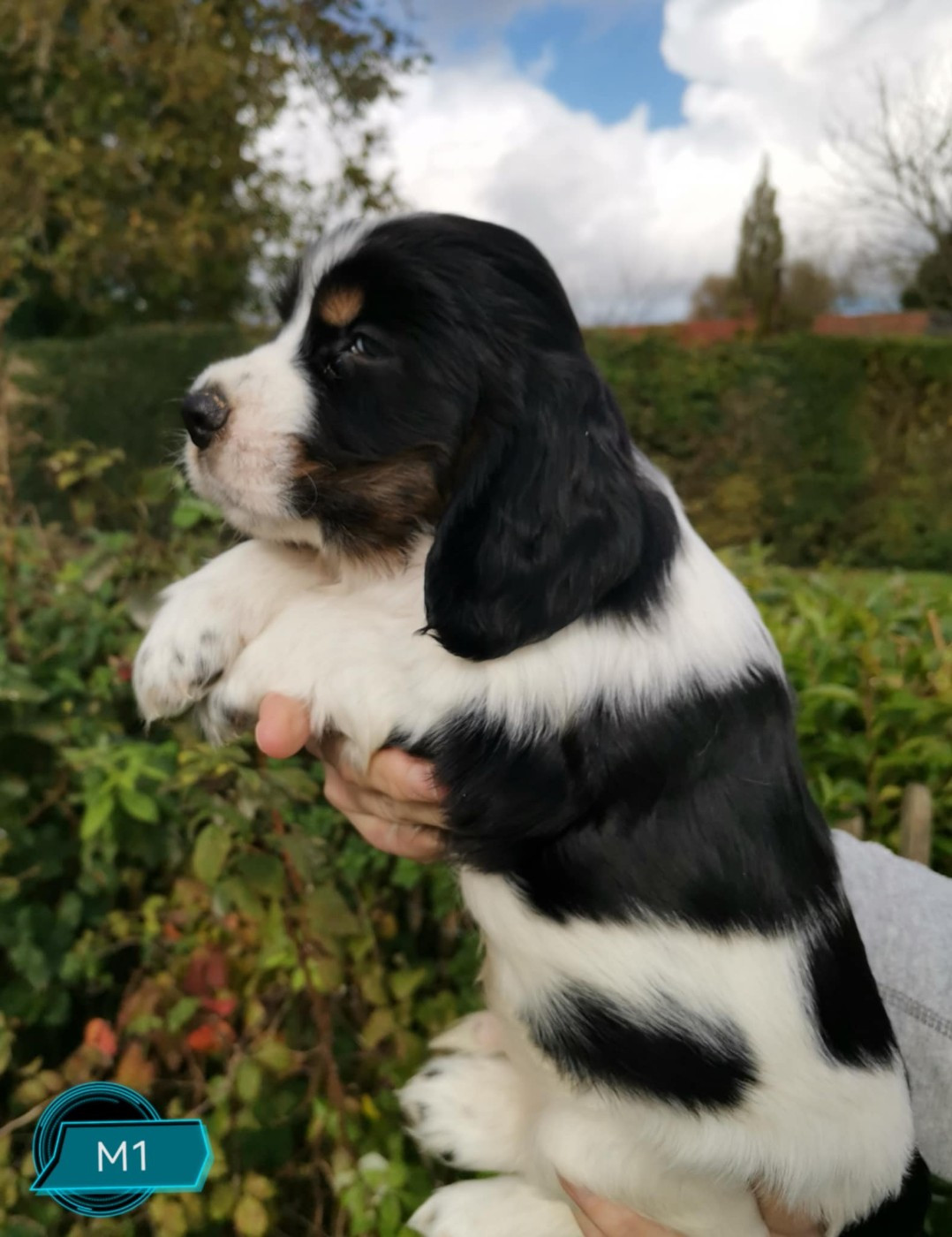 Achille Des Adrilines d'Opale