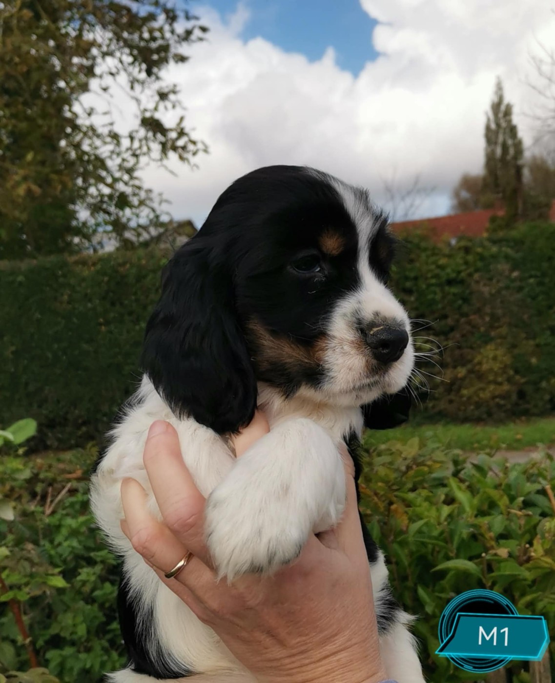 Achille Des Adrilines d'Opale