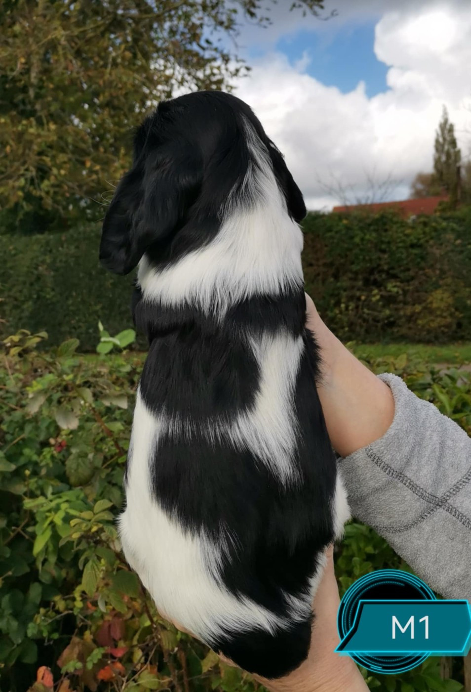 Achille Des Adrilines d'Opale