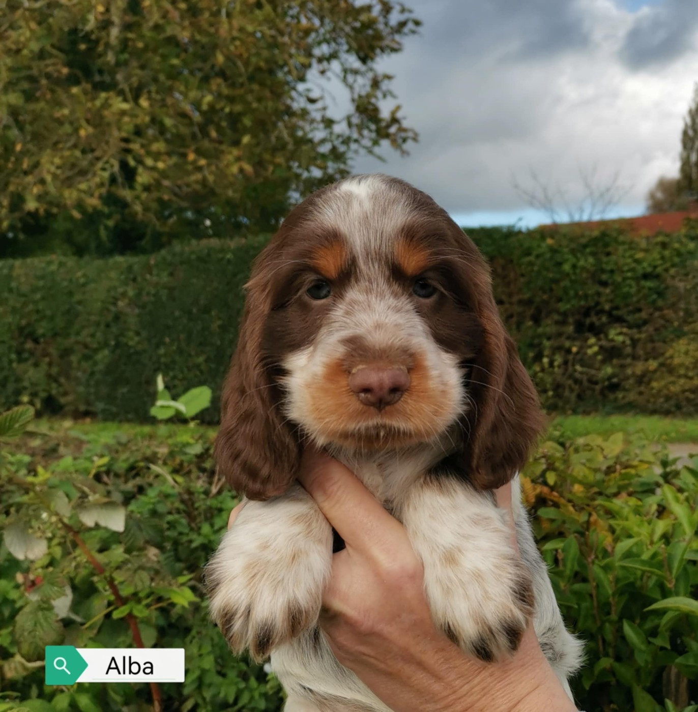 Alba Des Adrilines d'Opale