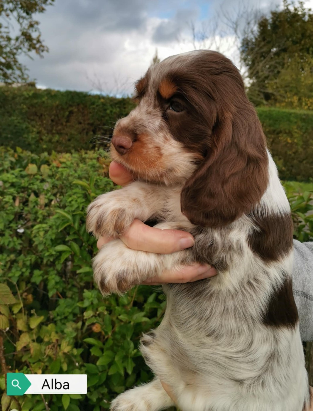 Alba Des Adrilines d'Opale