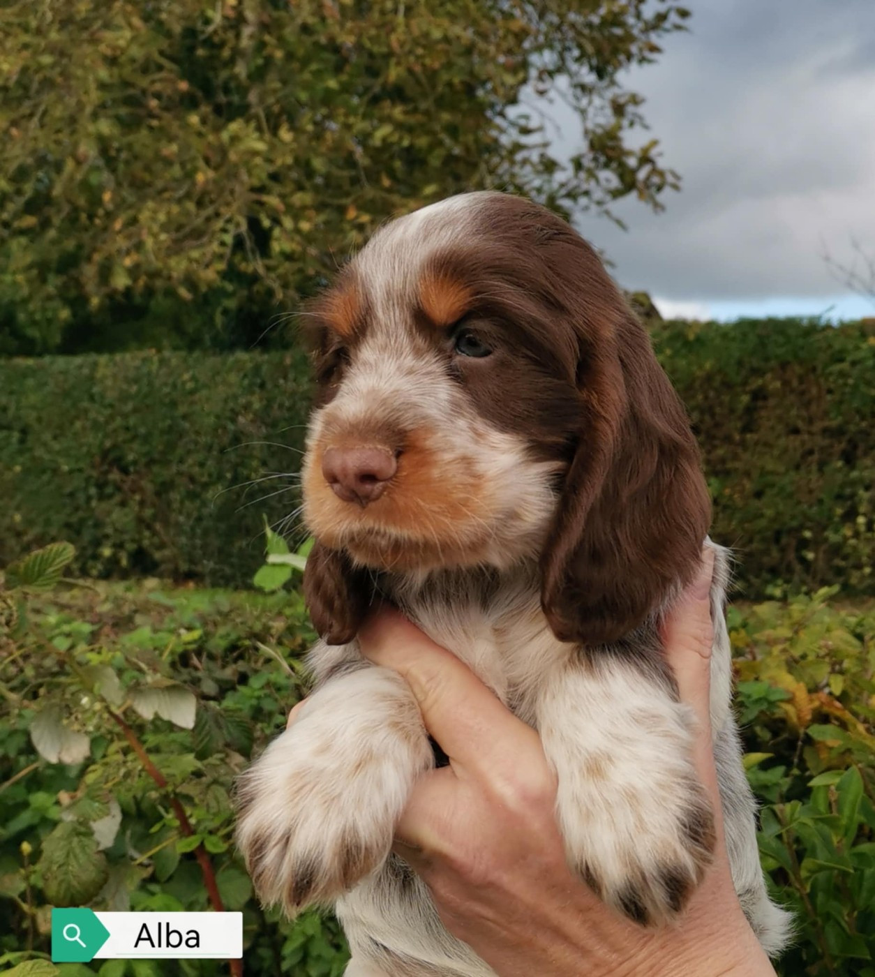 Alba Des Adrilines d'Opale