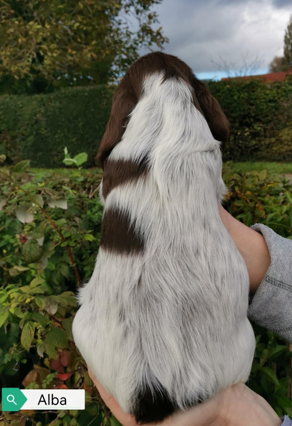 Alba Des Adrilines d'Opale