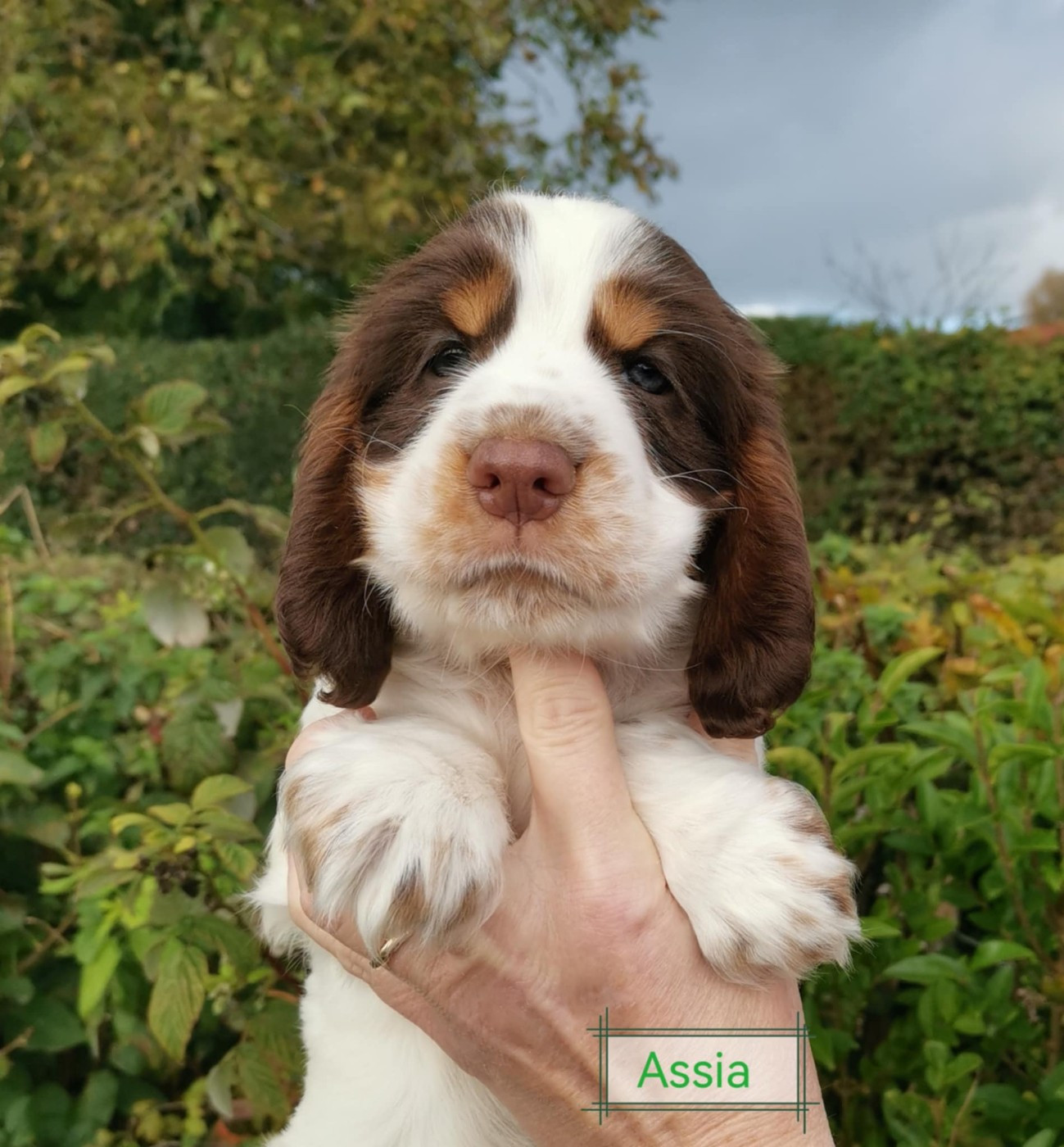 Assia Des Adrilines d'Opale