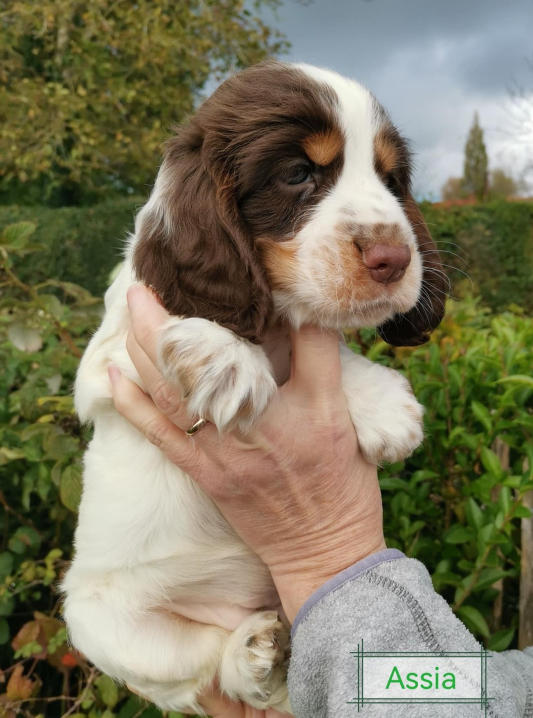 Assia Des Adrilines d'Opale